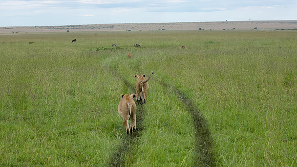 Simbas on hunt, Maasai Mara National Reserve, 5/2025.