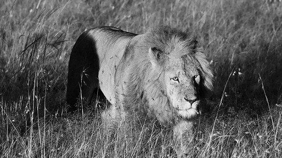 Simba, Maasai Mara National Reserve,; 5/2025.