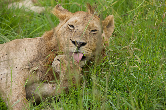 Simba, Maasai Mara National Reserve,; 5/2025.