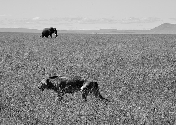 Elephant and Simba, Maasai Mara National Reserve, 5/2025.