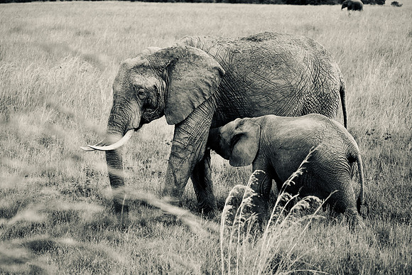 Elephant, mother and nursing calf, Maasai Mara National Reserve, 5/2025.