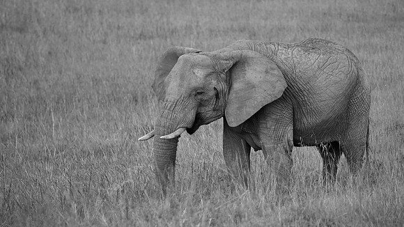 Elephant, Maasai Mara National Reserve, 5/2025.