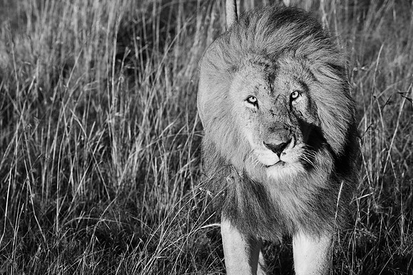 Simba, Maasai Mara National Reserve,; 5/2025.
