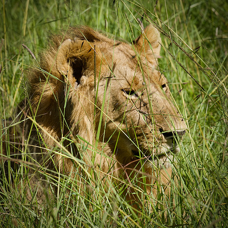 Simba, Maasai Mara National Reserve, 5/2025.