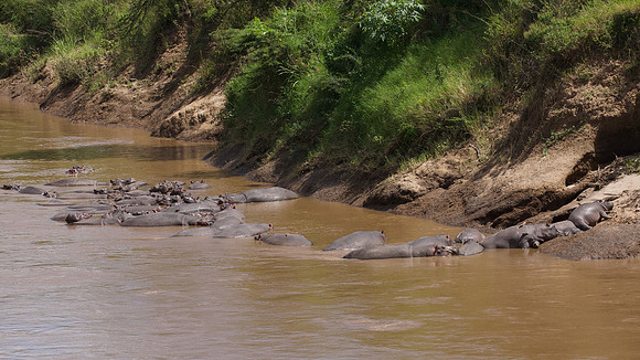 Hippopotamus, Mara River, Maasai Mara National Reserve, 5/2025.