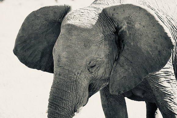Elephant, Maasai Mara National Reserve, 5/2025.