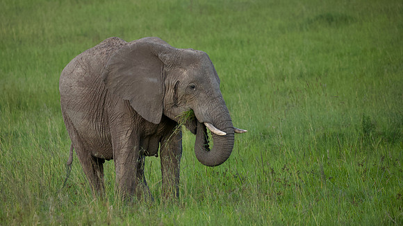Elephant, Maasai Mara National Reserve, 5/2025.
