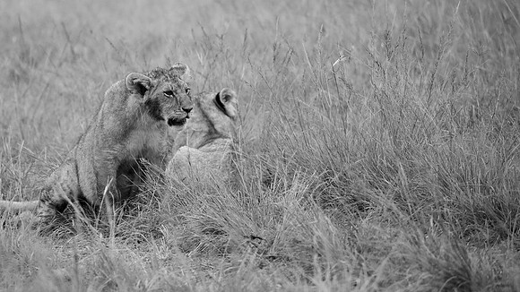 Simba, Maasai Mara National Reserve,; 5/2025.