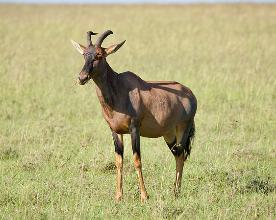 Maasai Mara National Reserve, 5/2025.