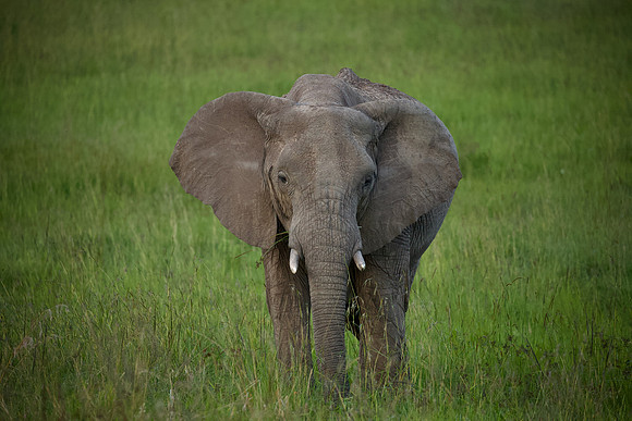 Elephant, Maasai Mara National Reserve, 5/2025.