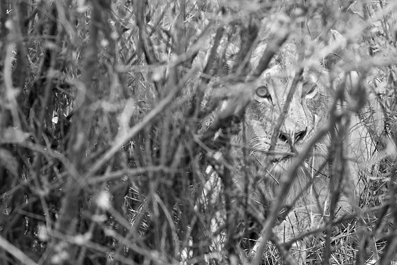 Simba bush (about 8 meters, 50% crop) ...