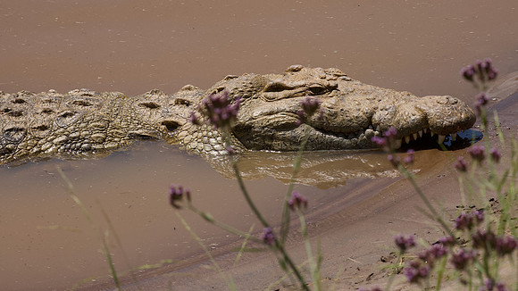 Crocodile, Mara River, Maasai Mara National Reserve, 5/2025.