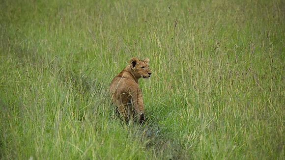 Simba, Maasai Mara National Reserve,; 5/2025.