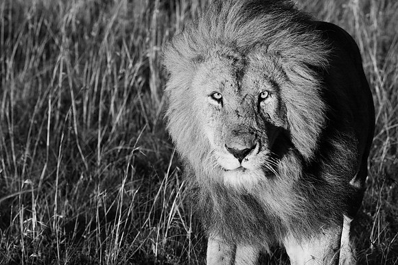 Simba, Maasai Mara National Reserve,; 5/2025.