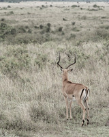 Gazelle ...
