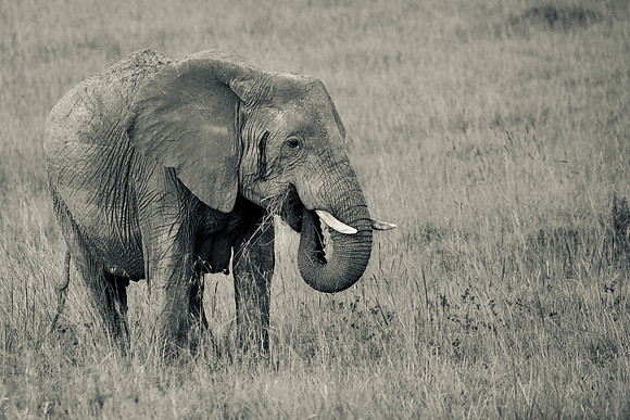 Elephant, Maasai Mara National Reserve, 5/2025.