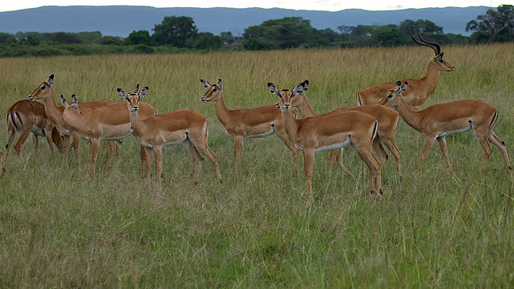 Antelope, Maasai Mara National Reserve, 5/2025.